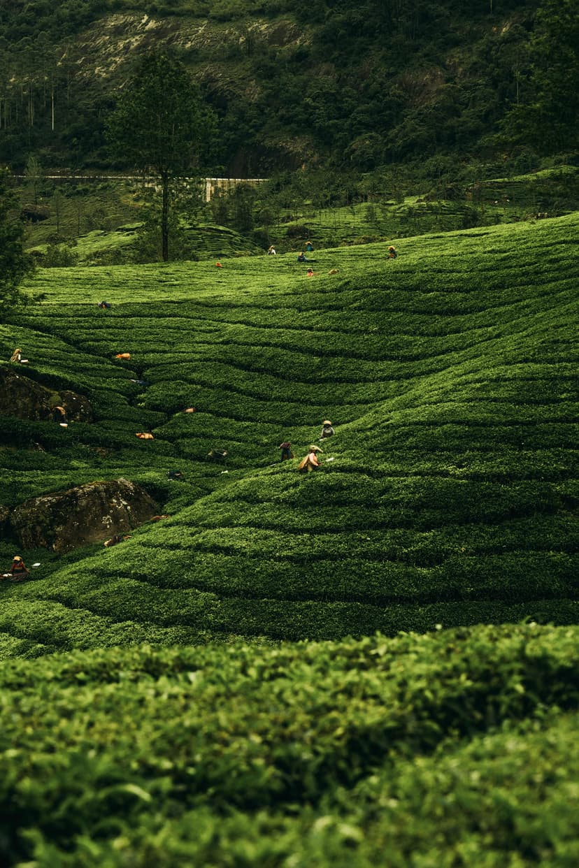 Nature Landscape